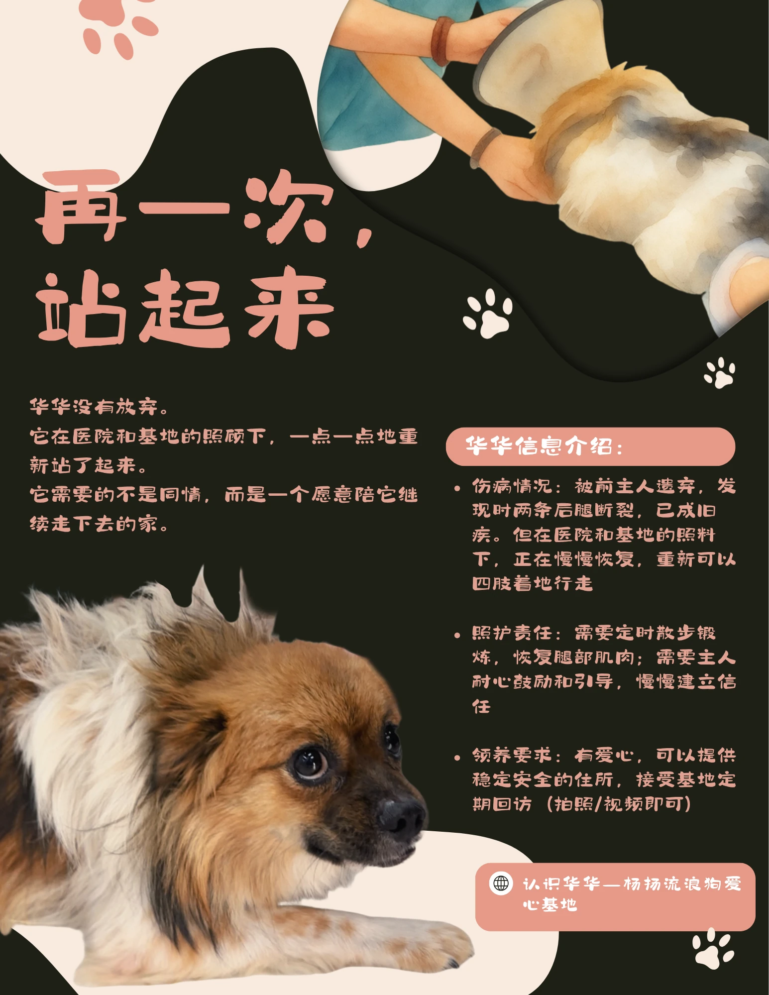 Version B: a recovery-focused headline, photographs of Huahua, and care information